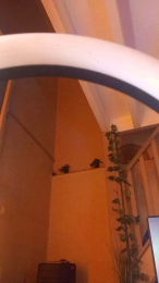 Beurette33sexy webcam model stream image