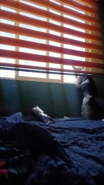 LilayBlue webcam model stream image