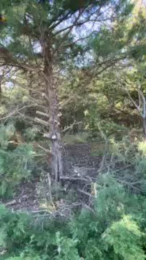 BigDjunior8 webcam cam4 model stream image