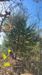 BigDjunior8 webcam model stream image