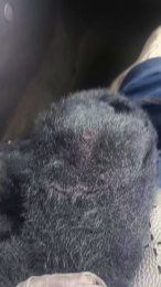 aries1882 webcam model stream image