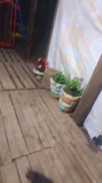 Yeni2433 webcam model stream image