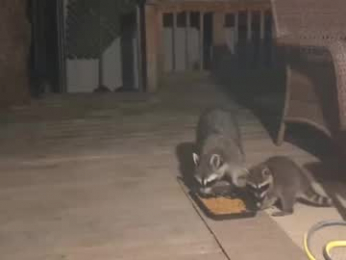 rndmzd webcam model stream image