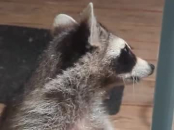 rndmzd webcam model stream image