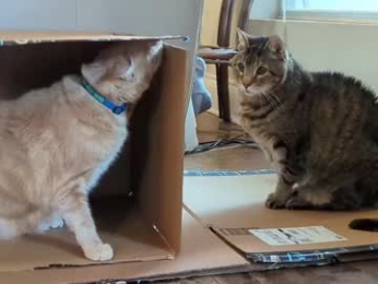 rndmzd webcam model stream image