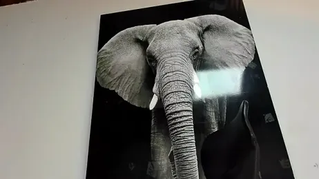 king_falconer webcam model stream image