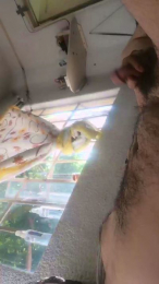 josemanu3335 webcam model stream image