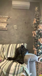 GmGit webcam model stream image