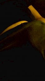 verybigdick7 webcam model stream image