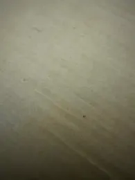 eddy355 webcam model stream image