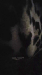 PamCruz webcam model stream image