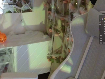 ballerina_capuchina webcam model stream image