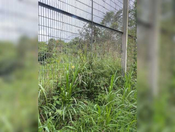 MoanaQliphoth webcam bongacams model stream image