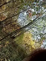 lleisa webcam model stream image