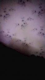 Missmystirous webcam model stream image