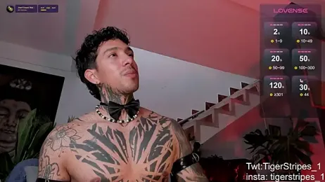 TigerStripes1_ webcam model stream image