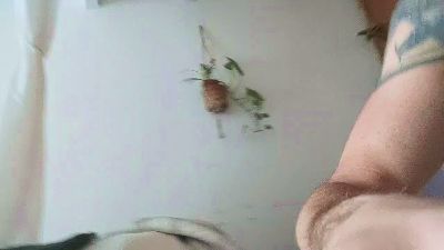 Thiebaud webcam model stream image