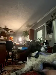 Integrityofsin webcam model stream image