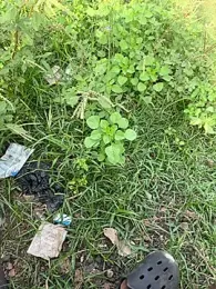 Black-mamba-madingo webcam stripchat model stream image