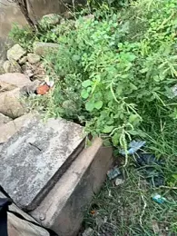 Black-mamba-madingo webcam stripchat model stream image