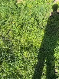 Marlon06_ webcam model stream image