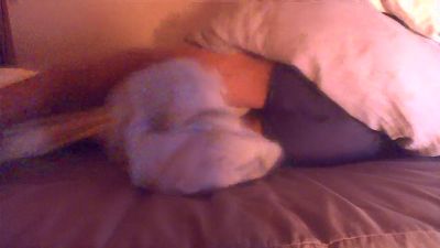 panpee1 webcam model stream image