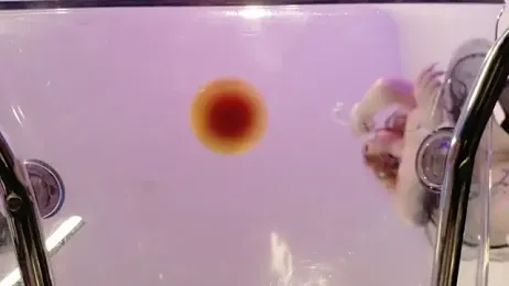 Midnightrose11 webcam model stream image