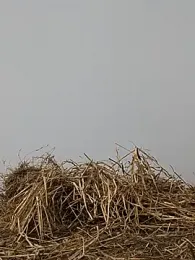 ThethunderPo webcam model stream image