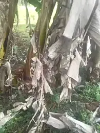 Gopal1243 webcam model stream image