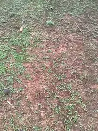 Gopal1243 webcam model stream image