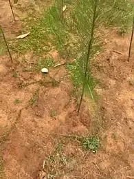 Gopal1243 webcam model stream image