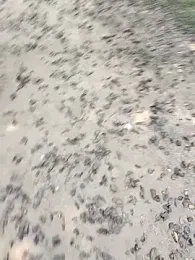 chootkapyasa007 webcam model stream image