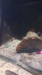 nessuno434 webcam model stream image