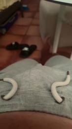 Potrocala1 webcam model stream image