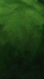 xxxLeilaxxx webcam model stream image