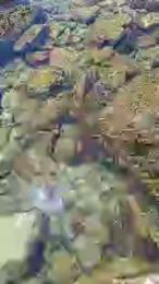 max18018 webcam model stream image
