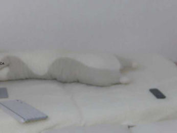 Hator webcam bongacams model stream image