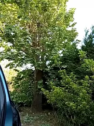 BZH45 webcam stripchat model stream image