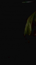 Reichel1996 webcam model stream image