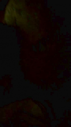 Reichel1996 webcam model stream image