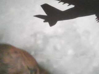 Lucias Crawford webcam model stream image