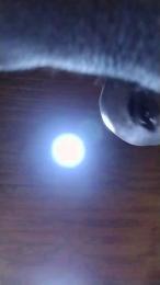 Chilenafogosa webcam model stream image