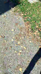 luxxuriax webcam model stream image