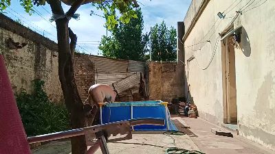 NudeSex03 webcam model stream image