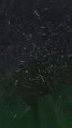 avalarf webcam model stream image
