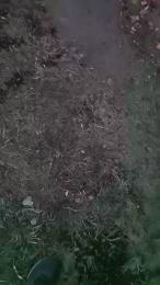 avalarf webcam model stream image