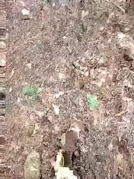 Nemon webcam model stream image