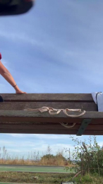 Bellakatalina webcam model stream image