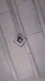 anmp20004 webcam model stream image