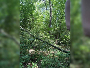 BabyDarii bongacams stream image